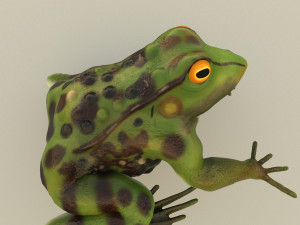 frog 3D Model