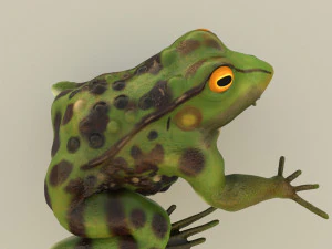 frog 3D Model