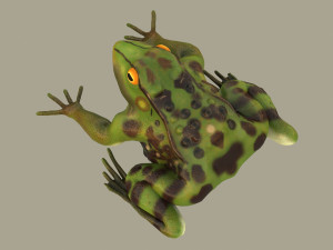frog 3D Model
