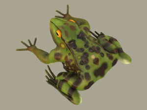 frog 3D Model
