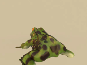 frog 3D Model