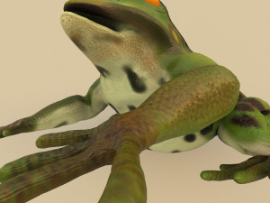 frog 3D Model
