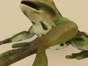 frog 3D Model