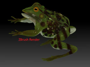 frog 3D Model