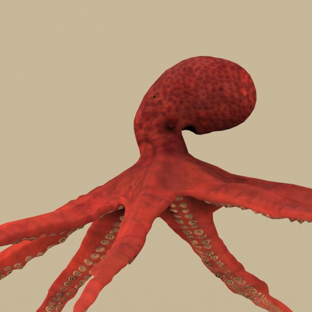 octopus 3D 模型 .c4d .max .obj .3ds .fbx .stl .blend 