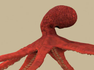 Oktopus 3D Modell