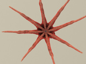 octopus 3D 模型