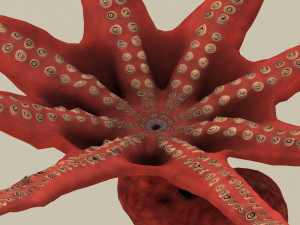 octopus 3D 模型