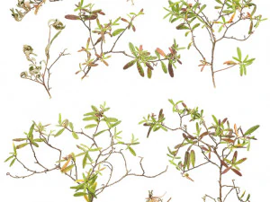 bush branch 4k professional textures CG Textures