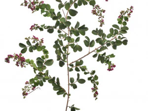 bush branch 4k professional textures CG Textures