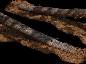 wood log 8k professional textures CG Textures