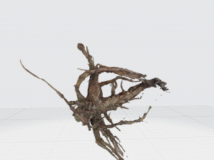 root Model 3D