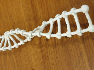DNA-Modelldruck an Ort und Stelle 3D Druckmodell