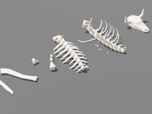 animal skeleton lowpoly low-poly 3D Model