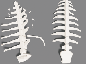 animal skeleton lowpoly low-poly Model 3D