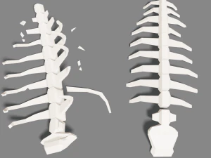 animal skeleton lowpoly low-poly 3D Model