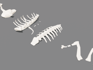 animal skeleton lowpoly low-poly Model 3D