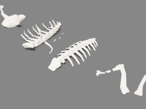 animal skeleton lowpoly low-poly 3D Model