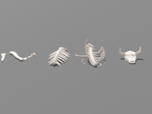 animal skeleton lowpoly low-poly Model 3D