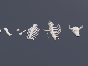 animal skeleton lowpoly low-poly Model 3D
