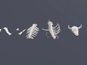 animal skeleton lowpoly low-poly 3D Model