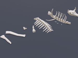 animal skeleton lowpoly low-poly Model 3D
