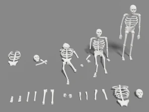 scheletro umano lowpoly pacchetto low-poly Modello 3D