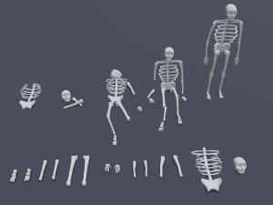 skeleton human lowpoly pack low-poly Modelo 3D