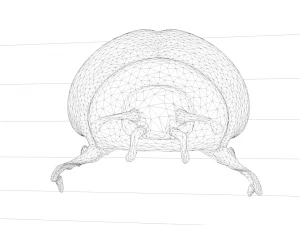 ladybug coccinellidae lowpoly 3D Model