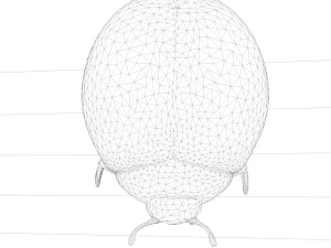 ladybug coccinellidae lowpoly 3D Model