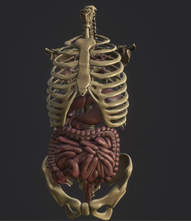 anatomy skeleton pelvis spinal column ribs and organ pbr and print Model 3D .c4d .max .obj .3ds .fbx .stl .blend 