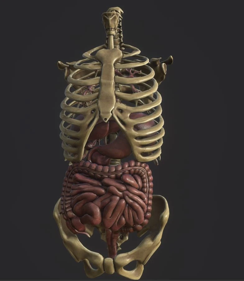 anatomy skeleton pelvis spinal column ribs and organ pbr and print 3D Model .c4d .max .obj .3ds .fbx .stl .blend 