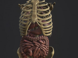anatomy skeleton pelvis spinal column ribs and organ pbr and print 3D Модель