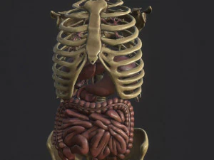 anatomie skelet bekken wervelkolom ribben en orgel pbr en print 3D Model