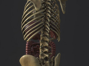 anatomy skeleton pelvis spinal column ribs and organ pbr and print Model 3D