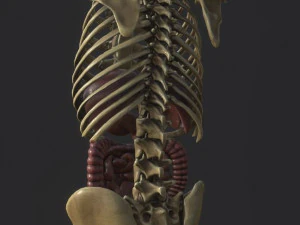 anatomy skeleton pelvis spinal column ribs and organ pbr and print 3D Model