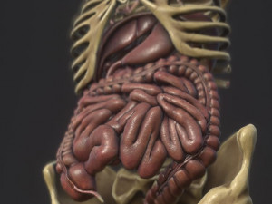 anatomy skeleton pelvis spinal column ribs and organ pbr and print Model 3D