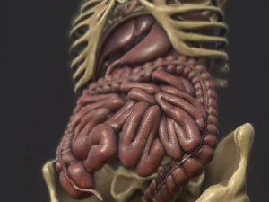 anatomy skeleton pelvis spinal column ribs and organ pbr and print 3D Model