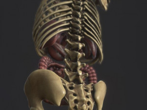 anatomy skeleton pelvis spinal column ribs and organ pbr and print Model 3D