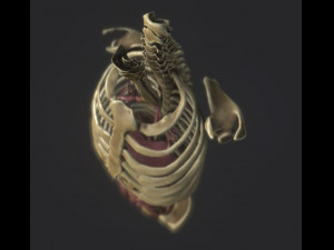 anatomy skeleton pelvis spinal column ribs and organ pbr and print Model 3D