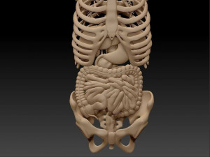 anatomy skeleton pelvis spinal column ribs and organ pbr and print Model 3D