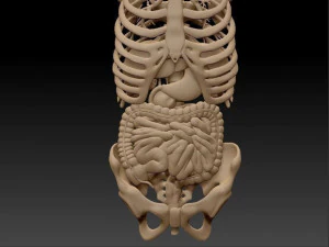 anatomy skeleton pelvis spinal column ribs and organ pbr and print 3D Model
