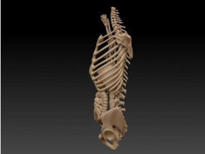 anatomy skeleton pelvis spinal column ribs and organ pbr and print Model 3D