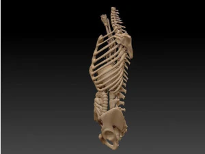 anatomy skeleton pelvis spinal column ribs and organ pbr and print 3D Model