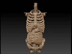 anatomy skeleton pelvis spinal column ribs and organ pbr and print Model 3D