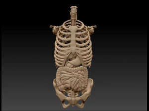 anatomy skeleton pelvis spinal column ribs and organ pbr and print 3D Model
