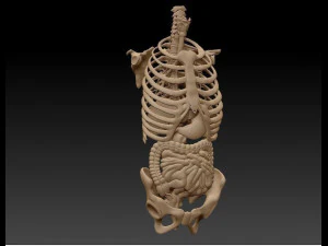 anatomy skeleton pelvis spinal column ribs and organ pbr and print 3D Model