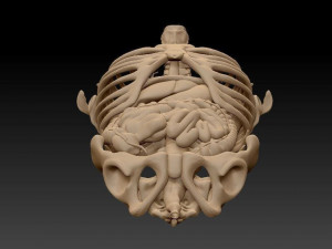 anatomy skeleton pelvis spinal column ribs and organ pbr and print Model 3D