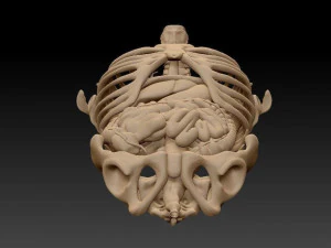 anatomy skeleton pelvis spinal column ribs and organ pbr and print 3D Model