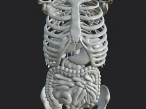 anatomy skeleton pelvis spinal column ribs and organ pbr and print Model 3D